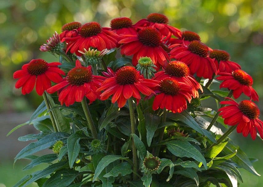 Echinacea SunMagic Vintage Electric Orange