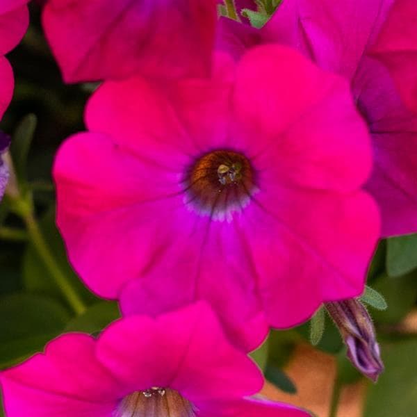 Petchoa Supercal Premium Blue Eyed Rose
