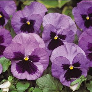 Pansy Spring Matrix Ocean