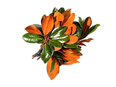 Magnolia Tips Bunch