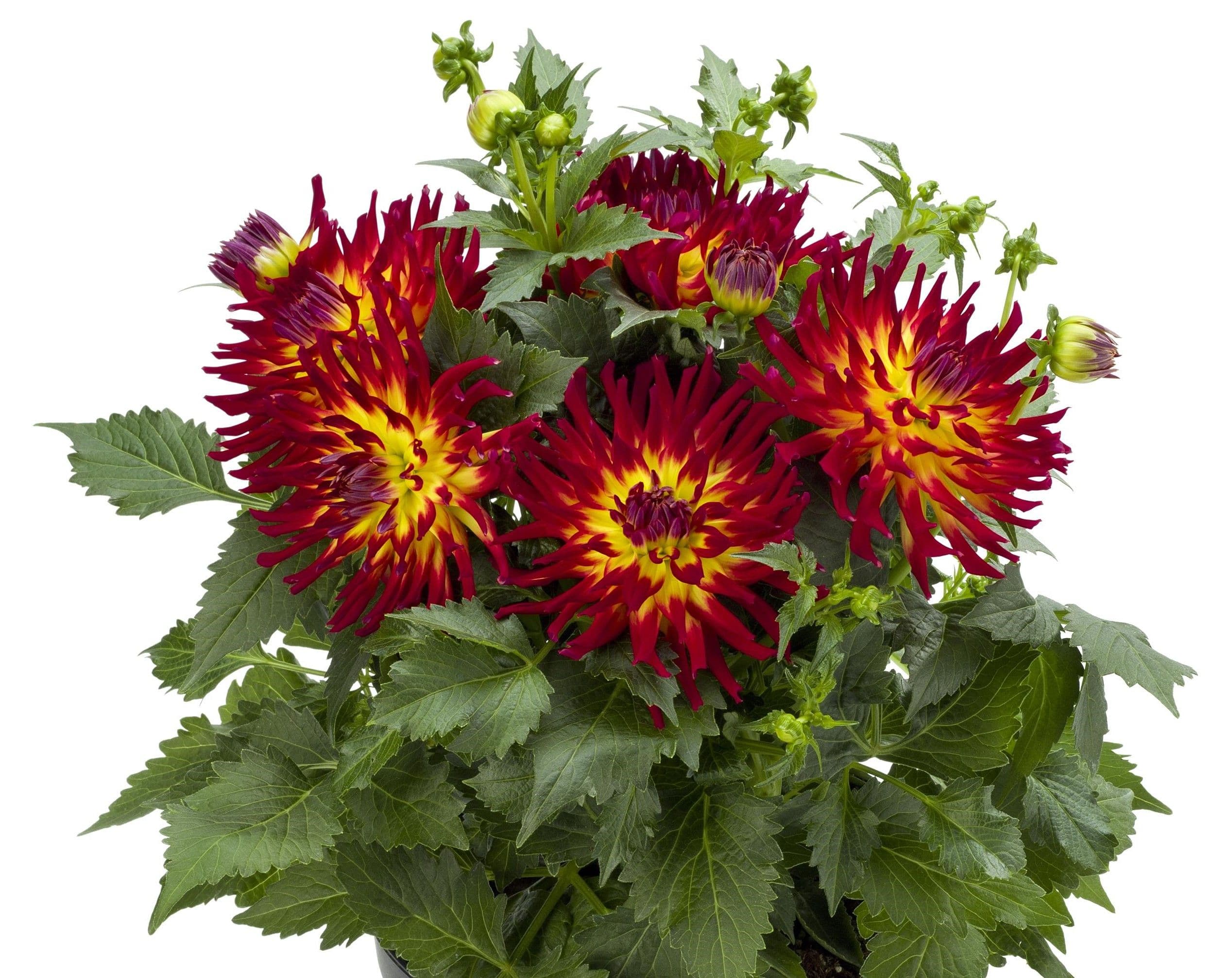 Dahlia Labella Maggiore Fun Fire