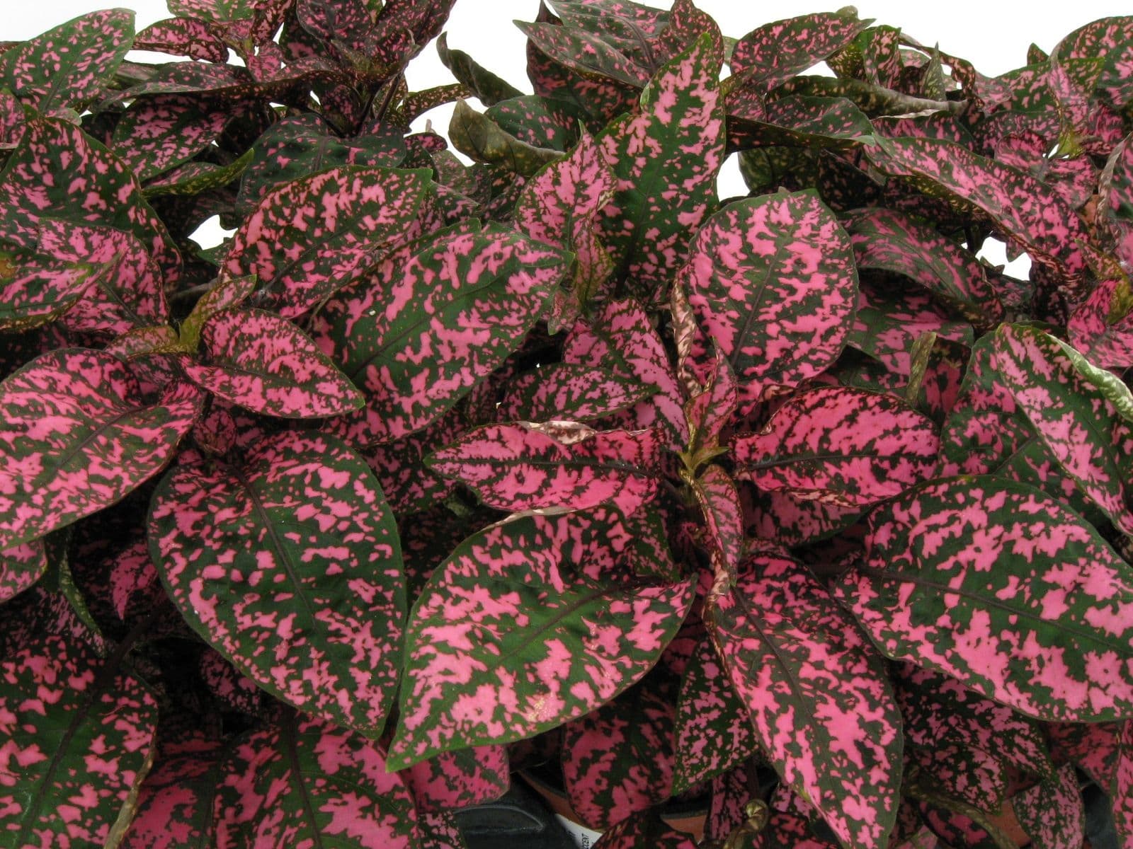 Polka Dot Hypoestes Splash Rose