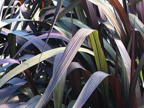 Pennisetum Vertigo