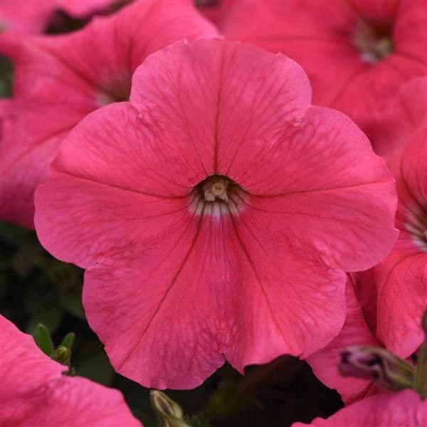Petunia E3 Easy Wave Coral