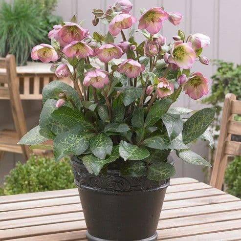 Hellebore Frostkiss Dorothy's Dawn