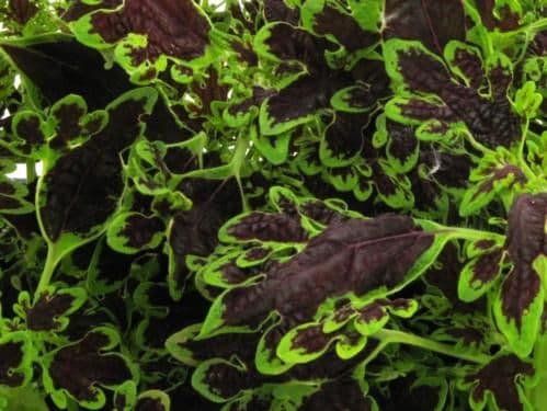 Coleus Inky Fingers