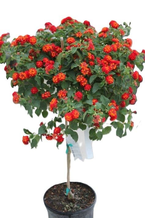 Lantana Standard Assorted