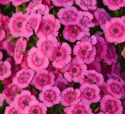 Dianthus Jolt Pink