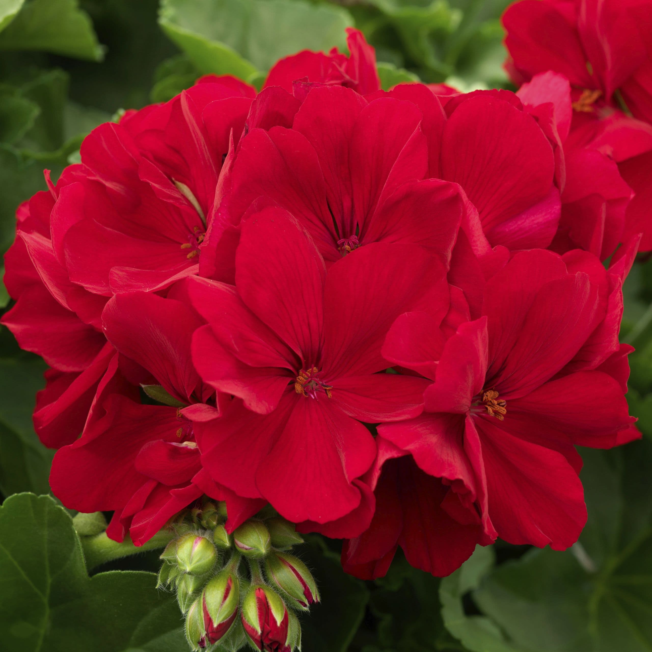 Geranium Calliope Dark Red