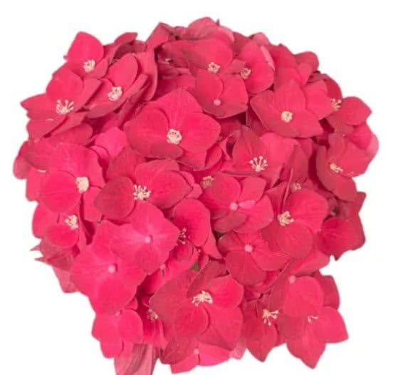 Hydrangea Raspberry
