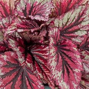 Begonia Rex Shadow King Cherry Mint