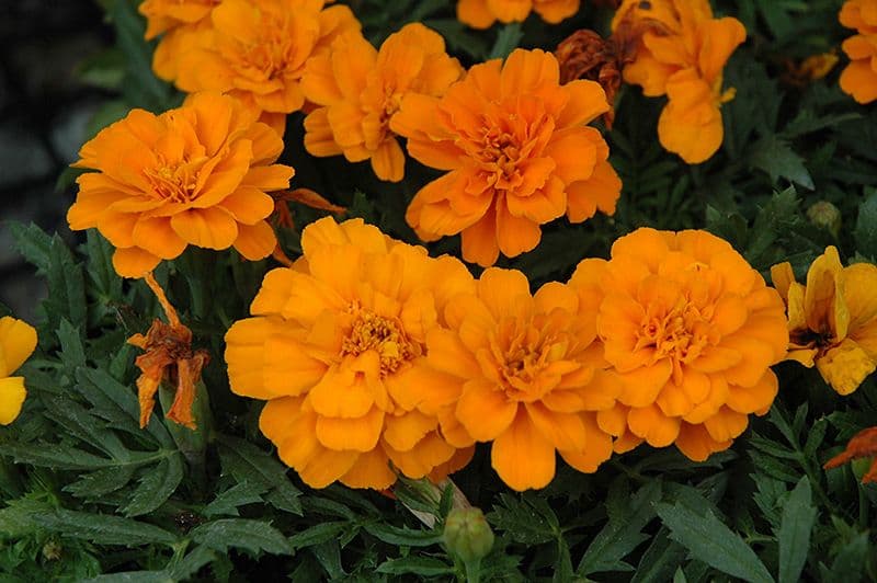 Marigold Durango Tangerine