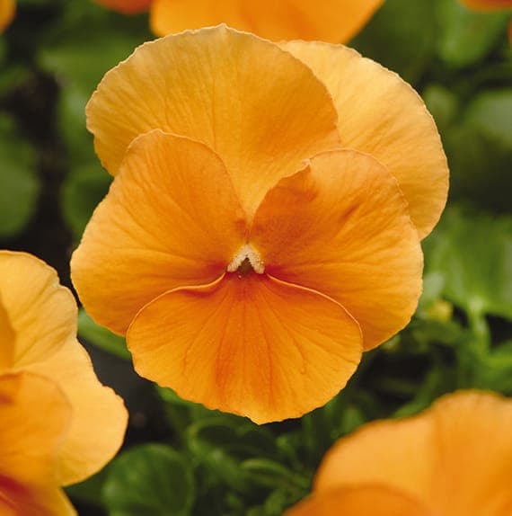 Pansy Spring Matrix Deep Orange