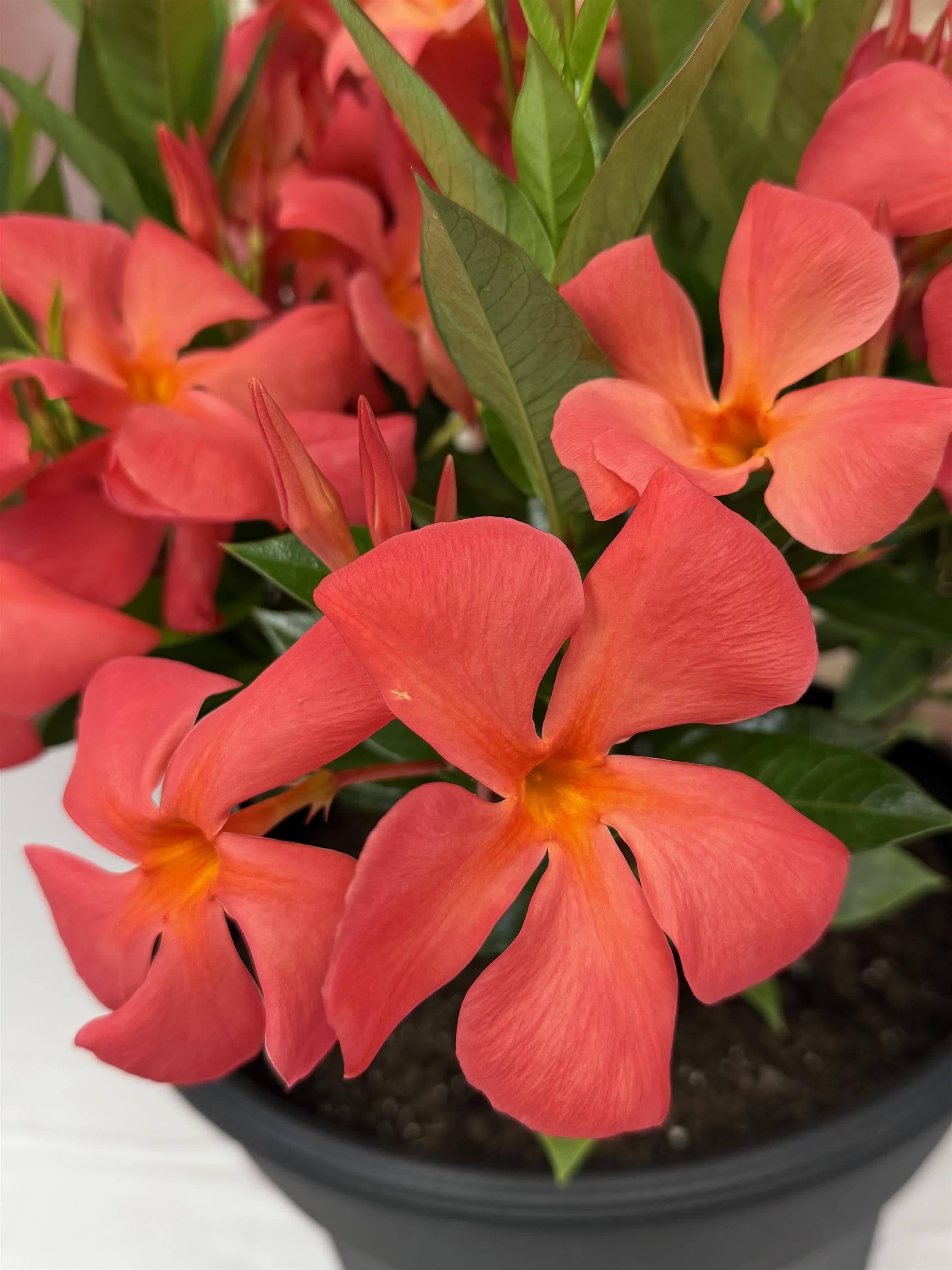 Mandevilla Sun Parasol XP Maui Sunset