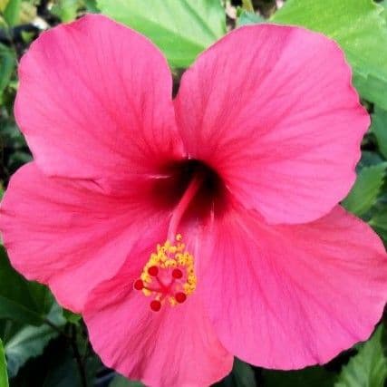 Hibiscus Tradewinds Pink