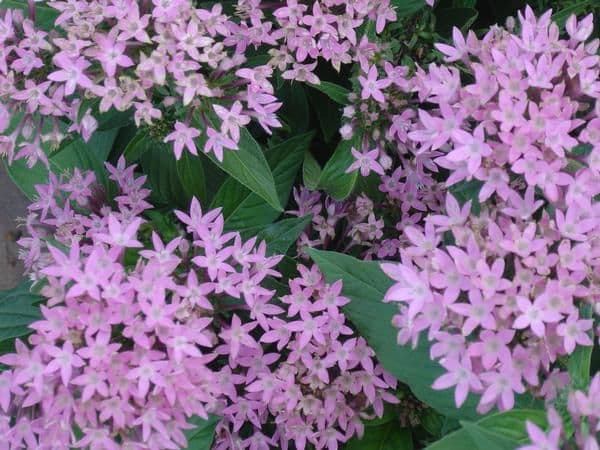 Pentas Butterfly Lavender