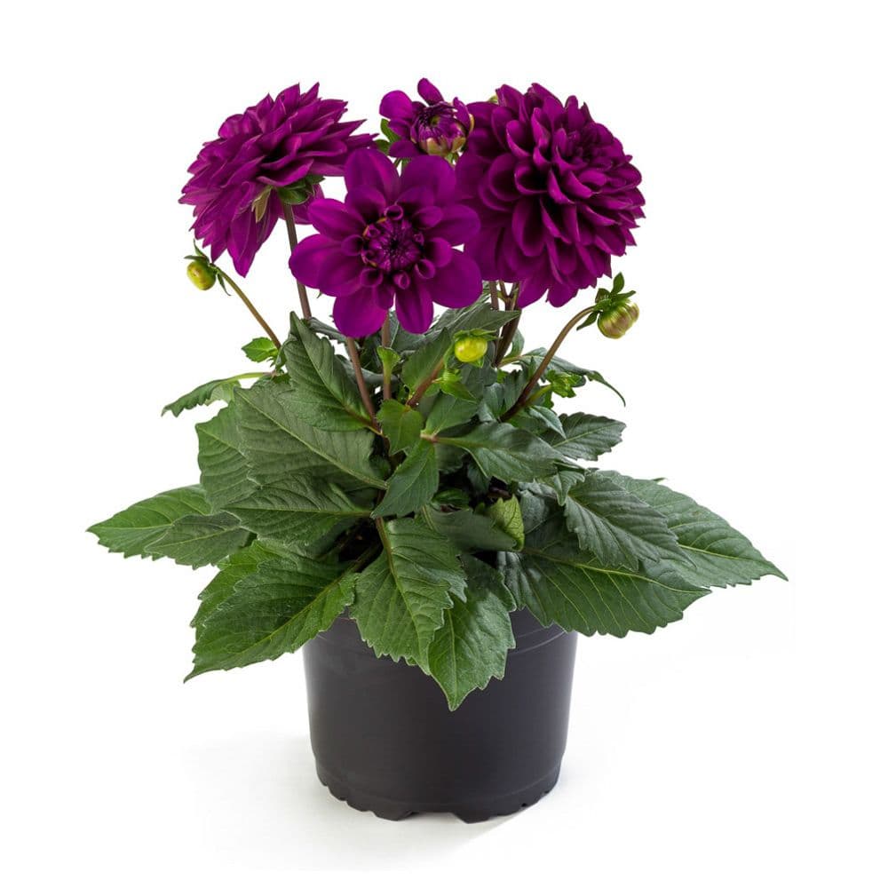 Dahlia Labella Grande Magenta