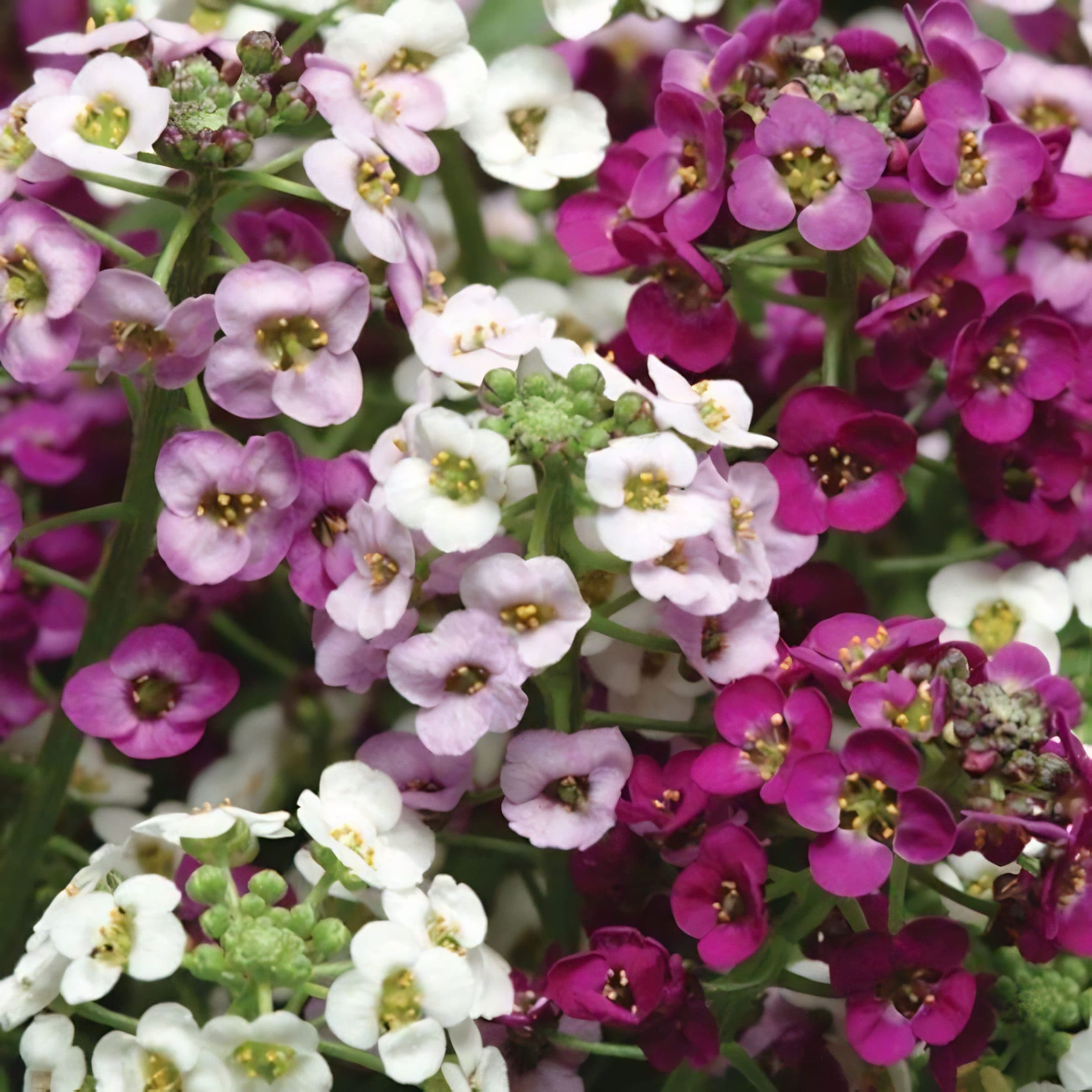 Alyssum Clear Crystal Lavender Shades