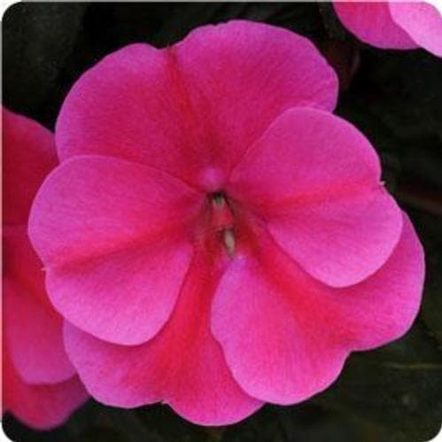Impatiens Bounce Pink Flame
