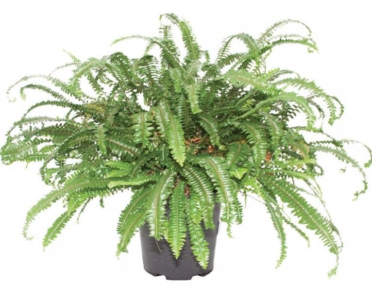 Fern Shiva
