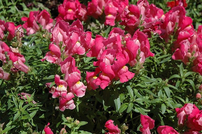 Snapdragon Snapshot Rose