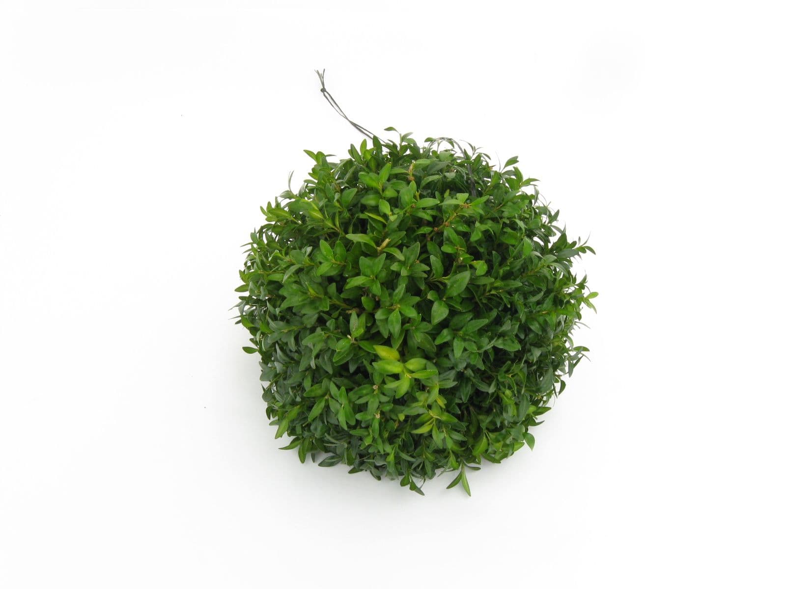 Kissing Ball Boxwood 12"