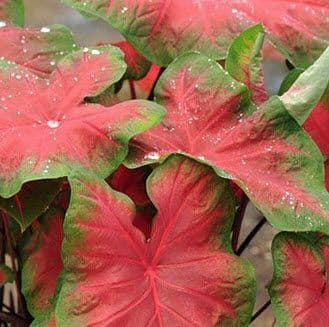 Caladium Frieda Hemple Red
