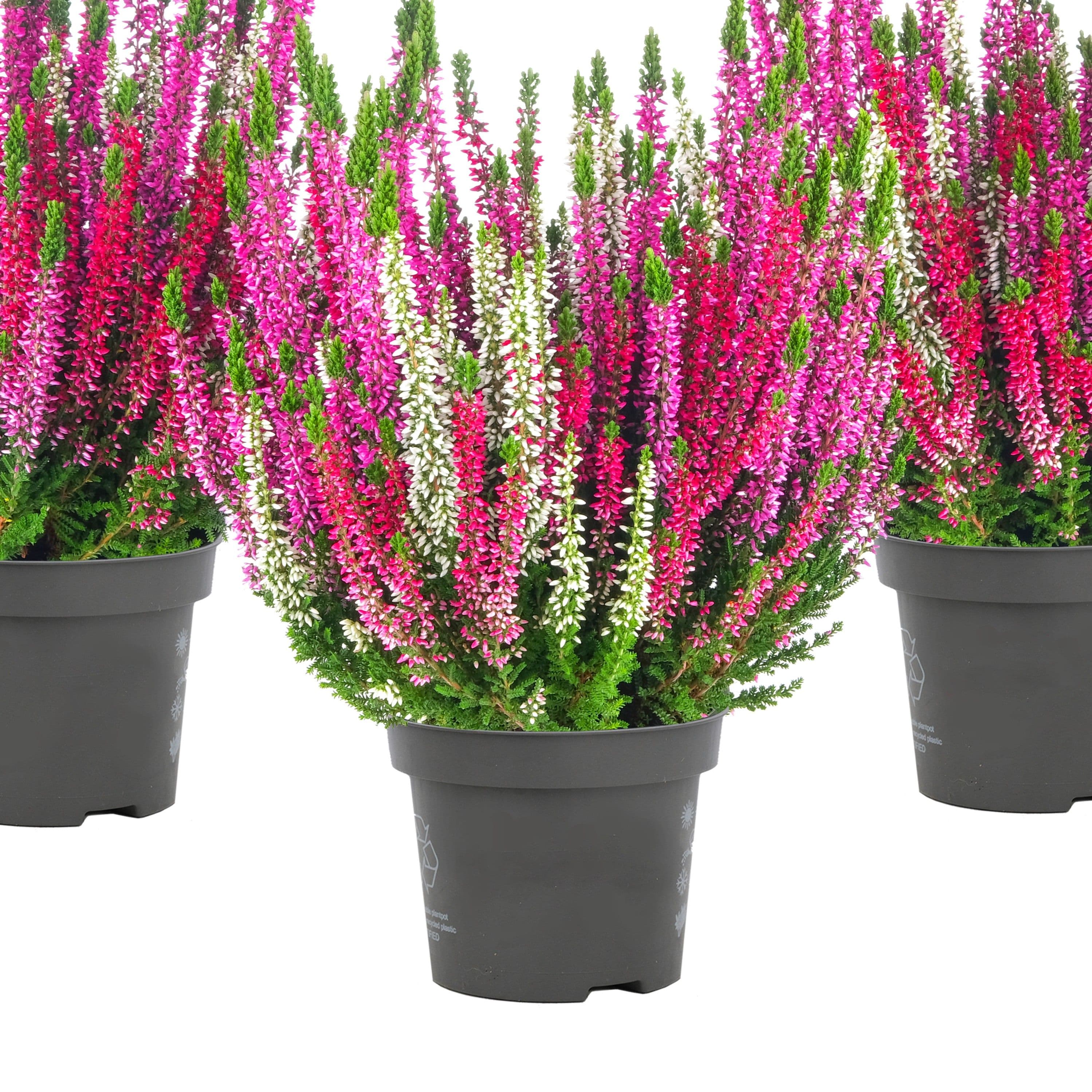 Calluna Pink Red White Combo