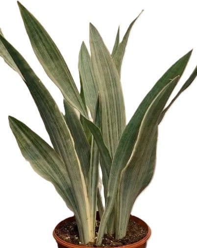 Sansevieria Sayuri