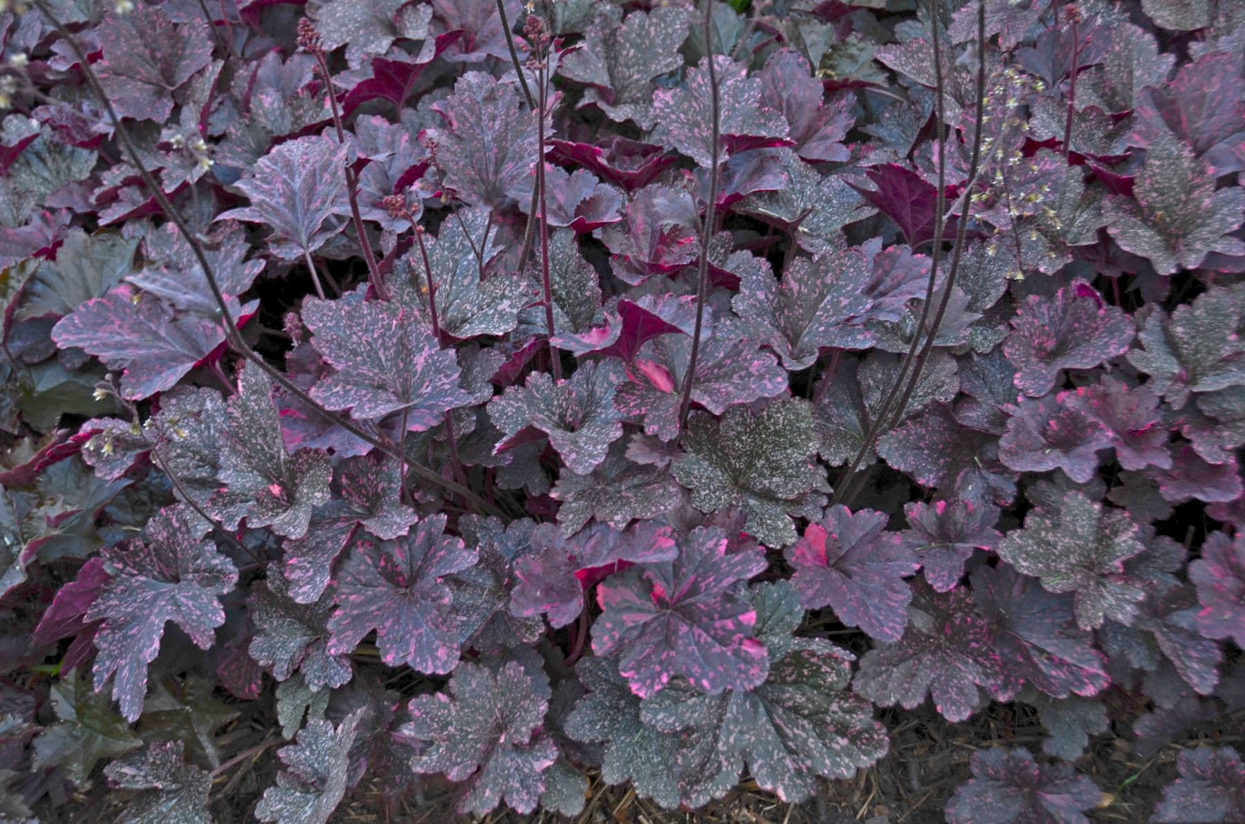 Heuchera Midnight Rose