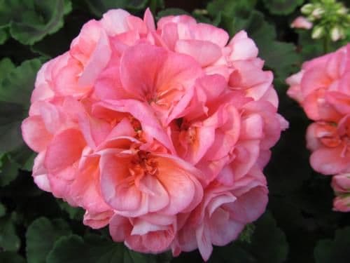 Geranium Americana Salmon