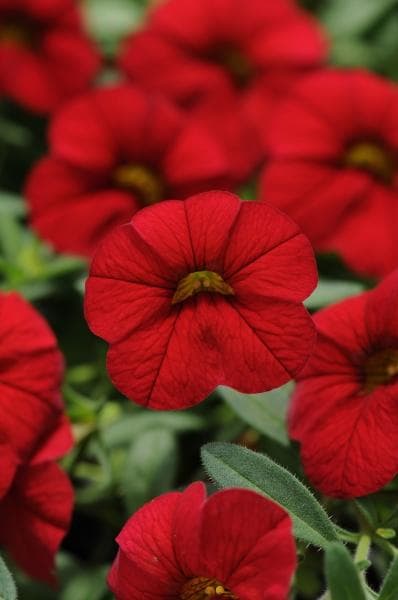 Calibrachoa Cabaret Bright Red