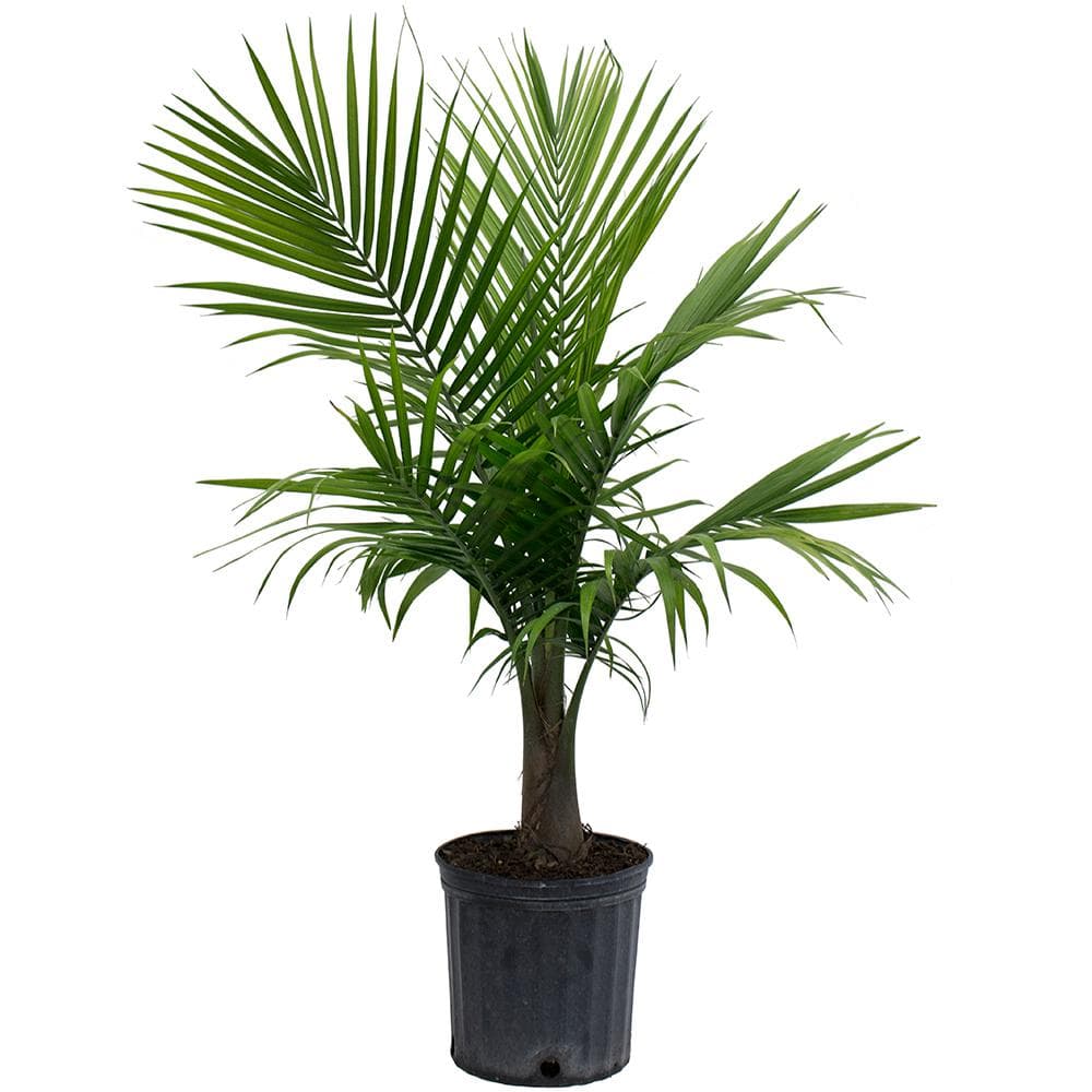 Palm Majesty