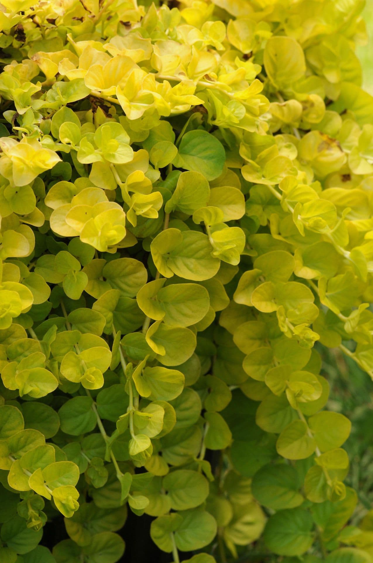 Lysimachia Creeping Jenny