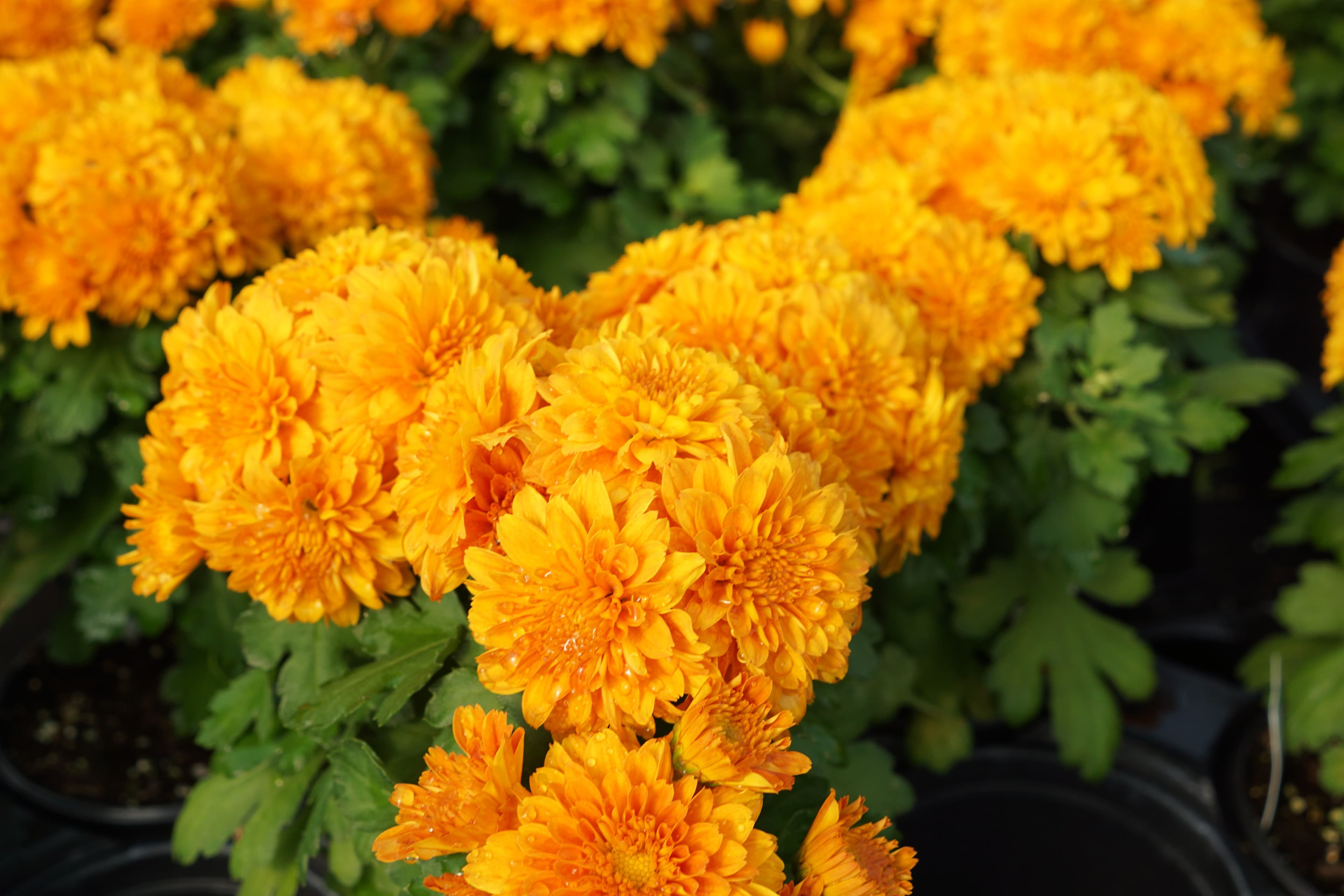 Mum Orange