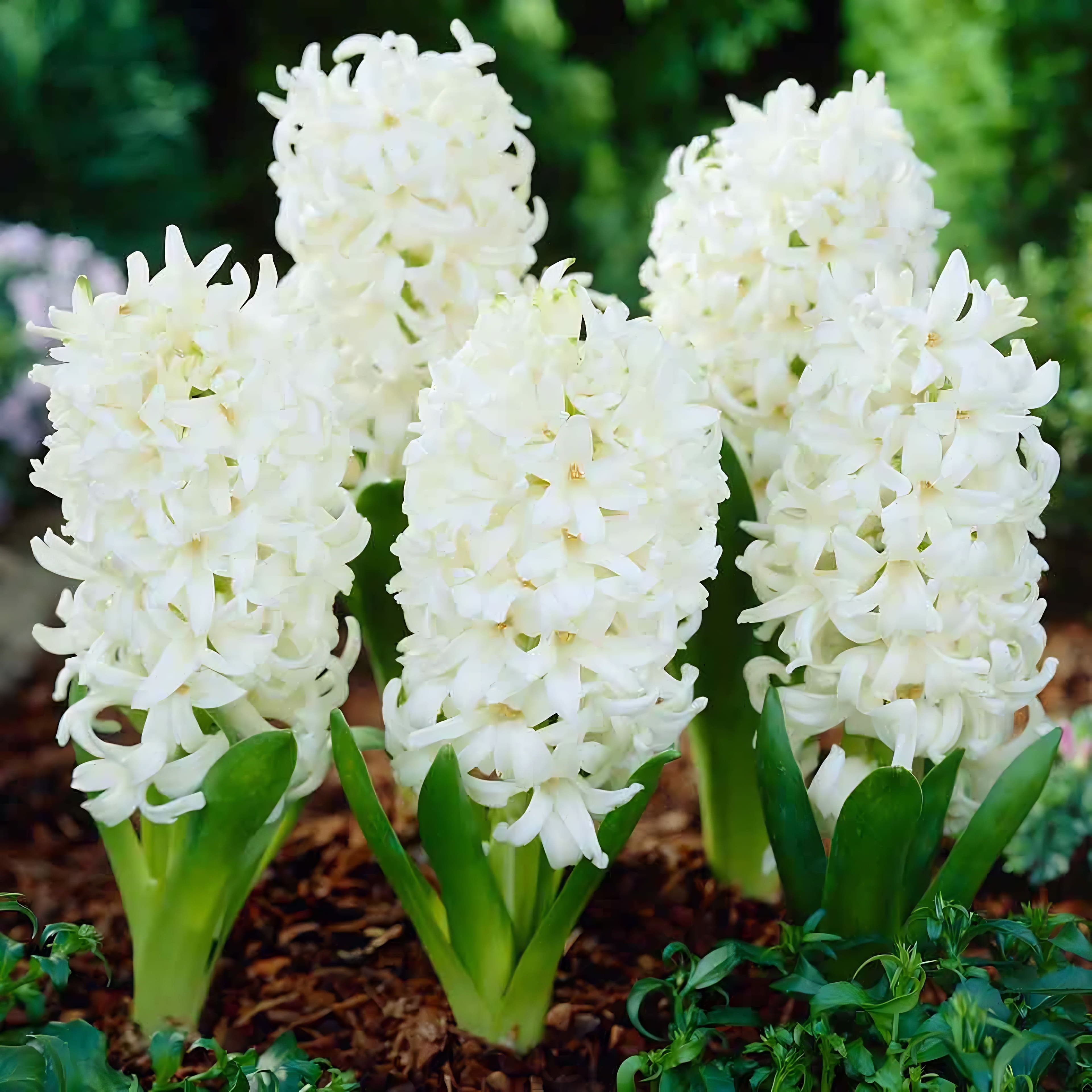 Hyacinth White 4 Bulbs/Pot