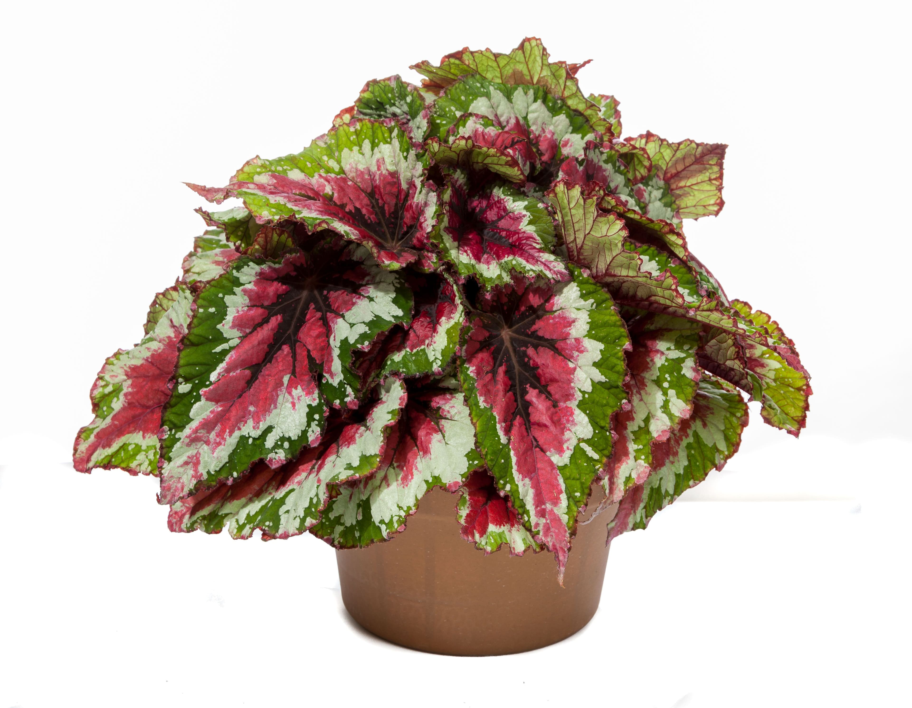 Begonia Rex Shadow King Sherbet