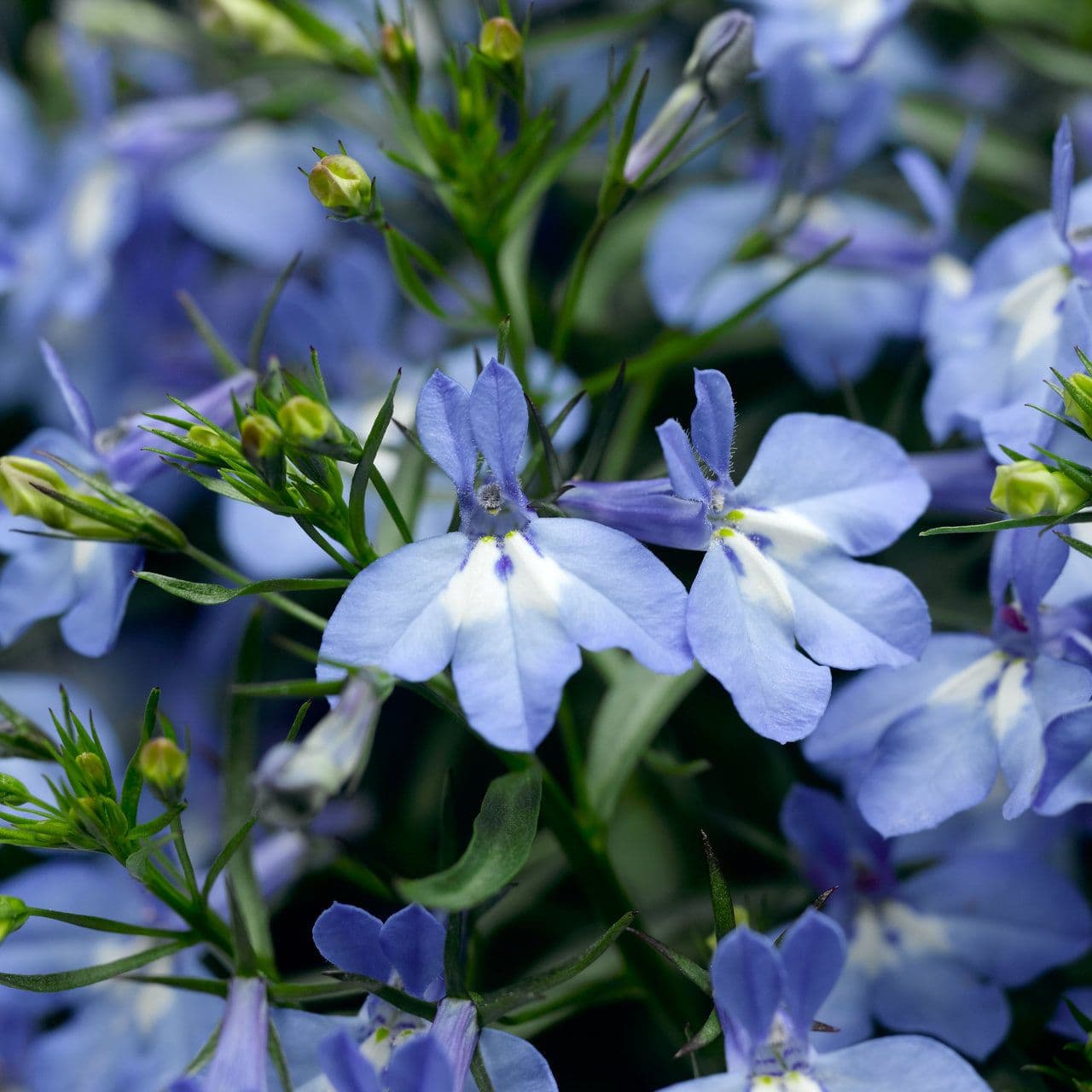 Lobelia Techno Heat Upright Blue