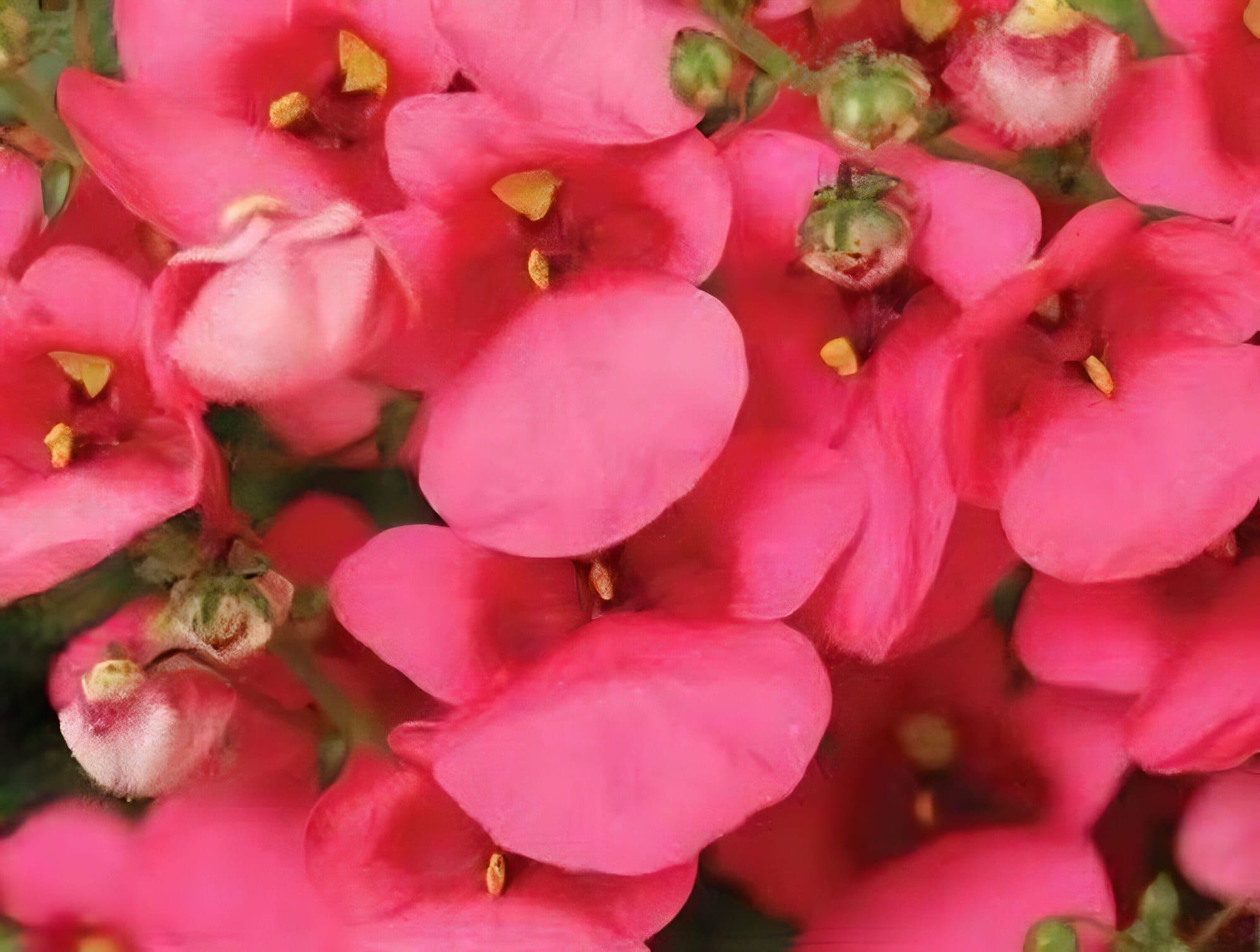 Diascia Darla Rose