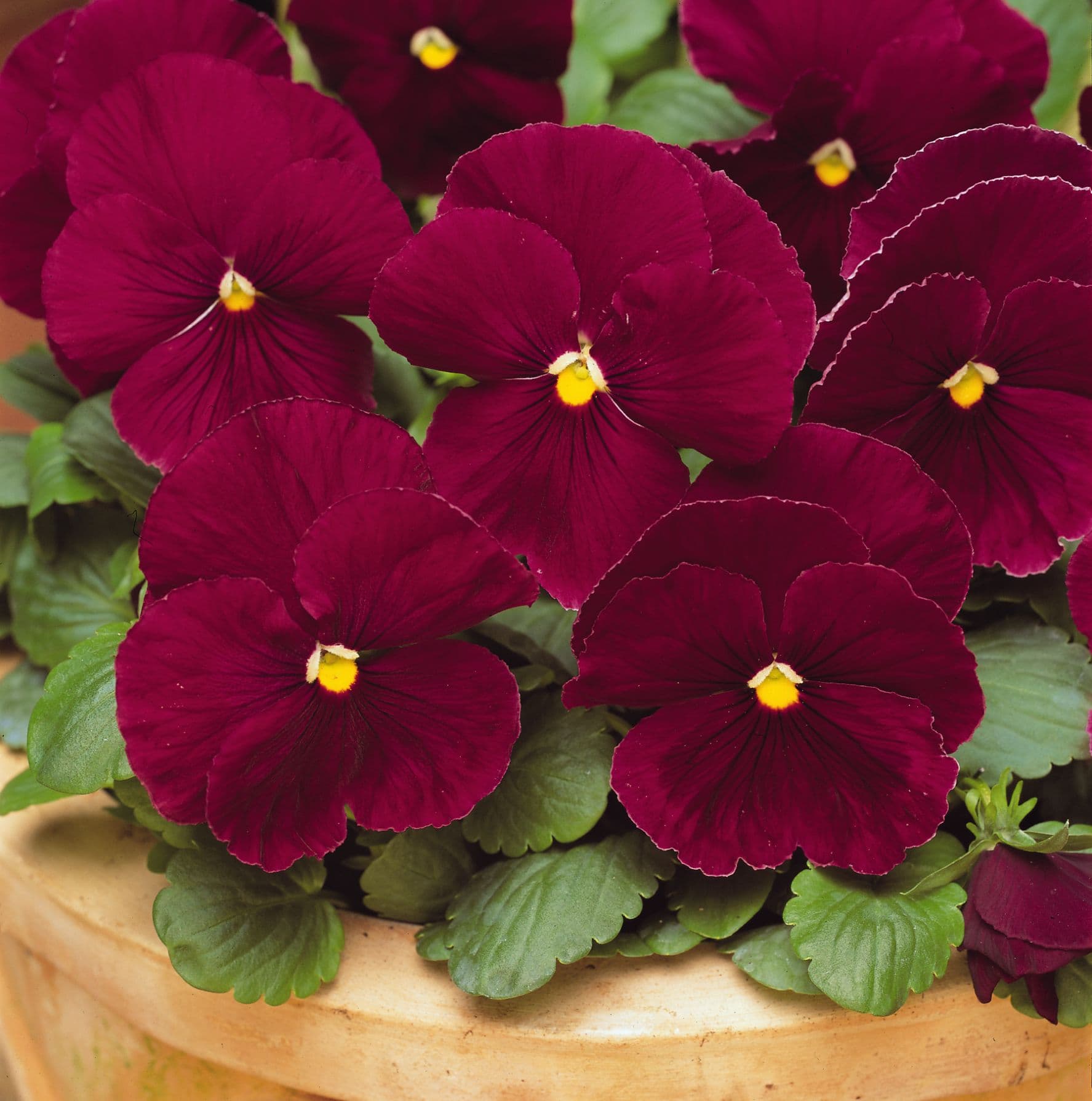Pansy Spring Matrix Rose