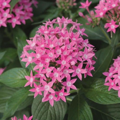Pentas Butterfly Deep Pink