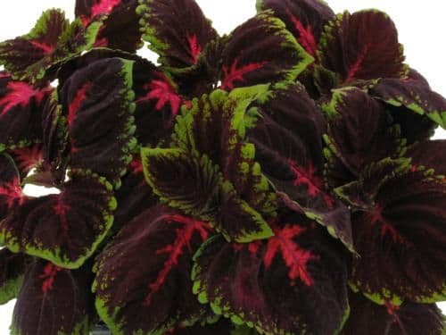 Coleus Kong Red