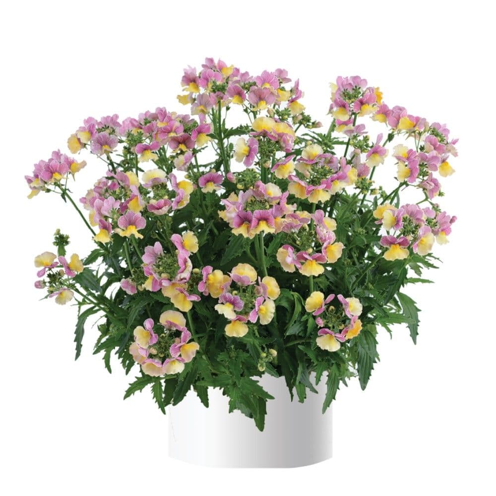 Nemesia Nesia Banana Swirl