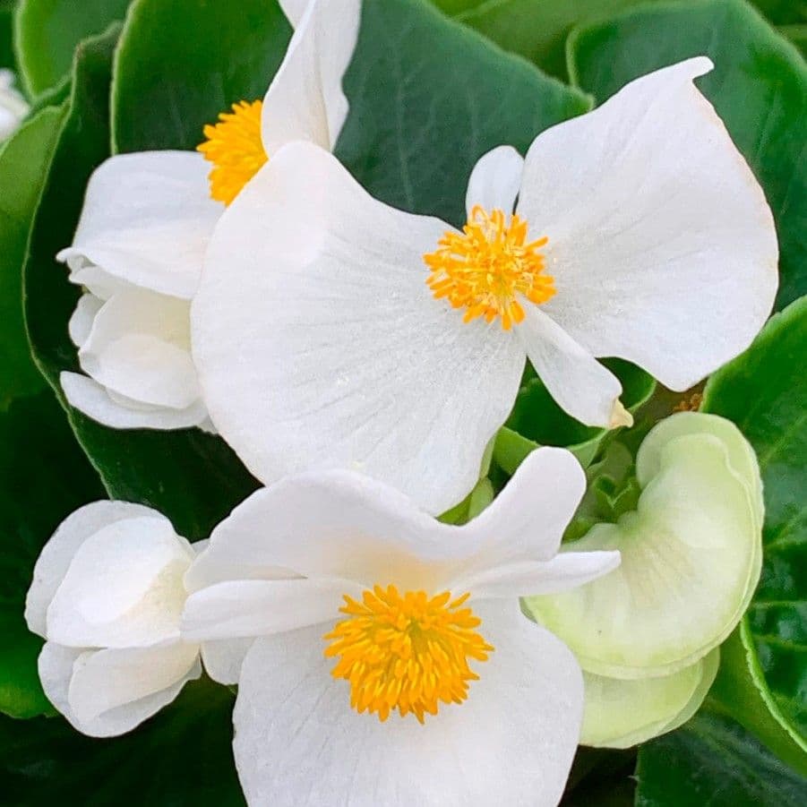 Begonia Big White w/Green Leaf