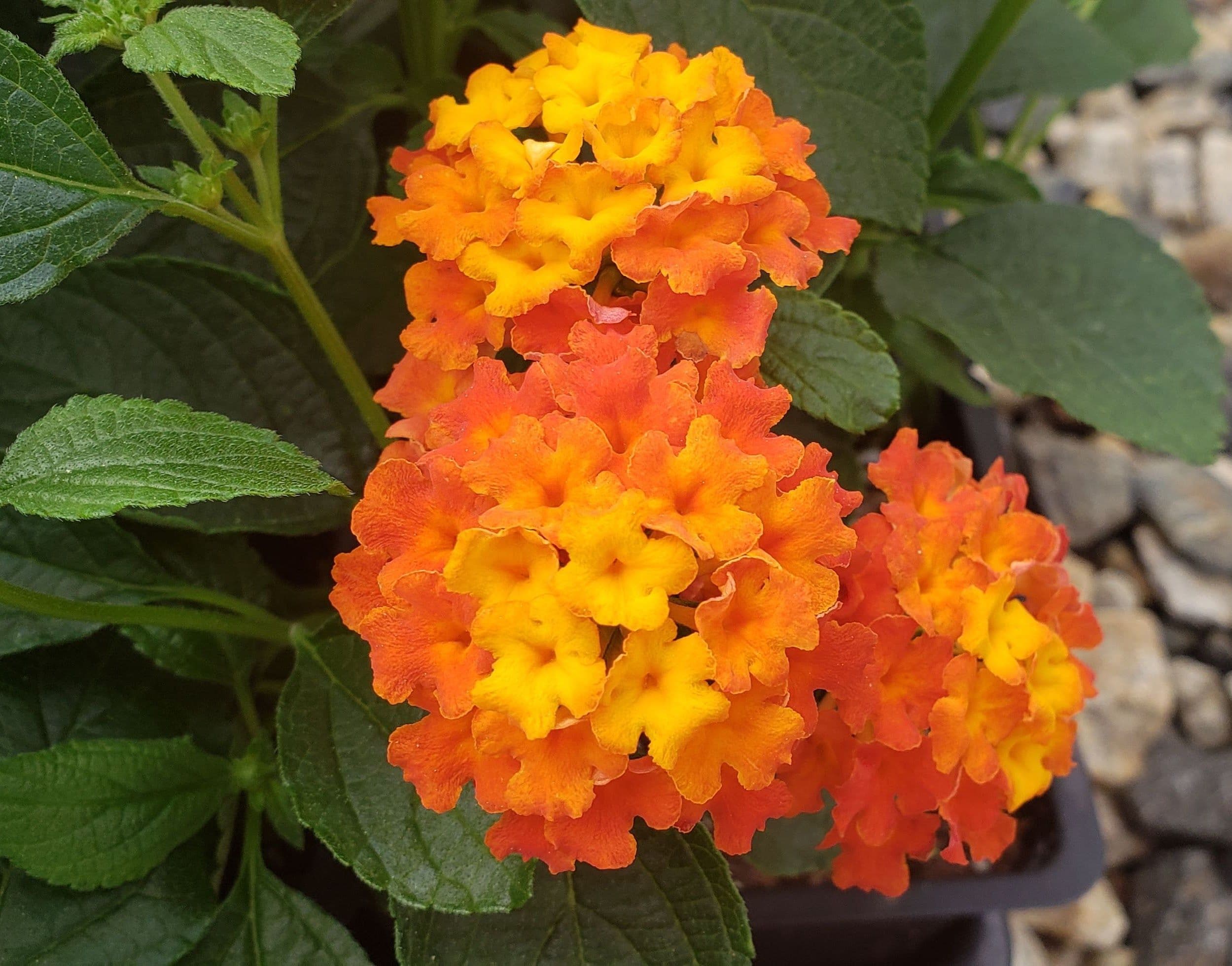 Lantana Lucky Flame