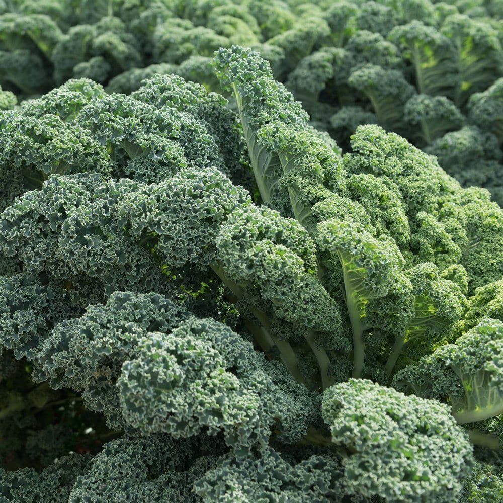 Kale Prism