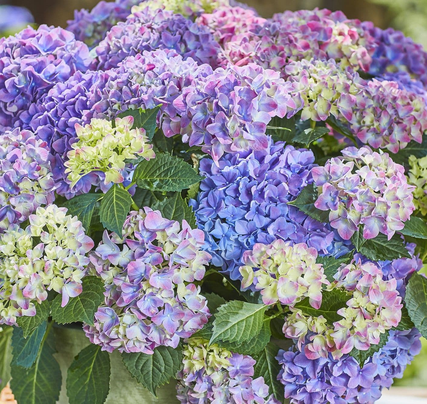 Hydrangea Tabletensia Blue Bowl