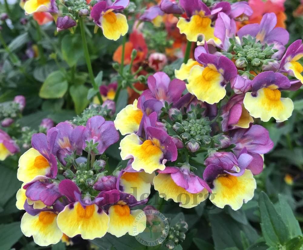 Nemesia Sunglow Yellow Bicolor