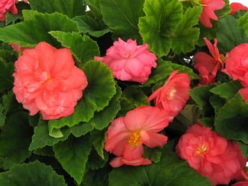 Begonia Non Stop Rose