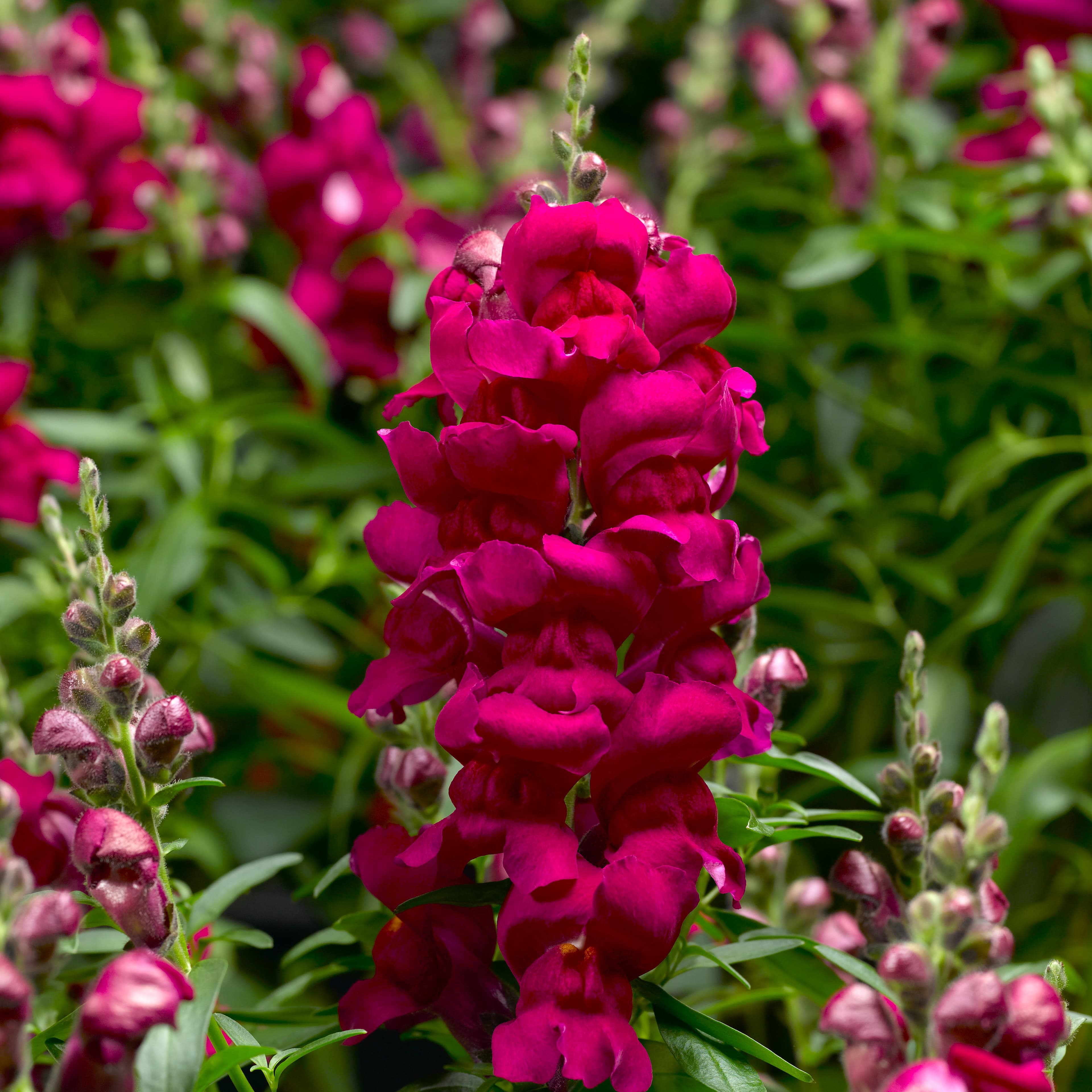 Snapdragon Snaptastic Magenta